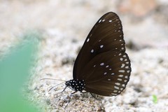 Euploea mulciber