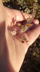 Acmispon americanus americanus