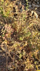 Acmispon americanus americanus