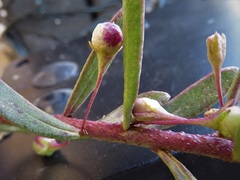 Myoporum brevipes
