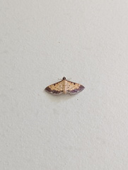 Ategumia adipalis