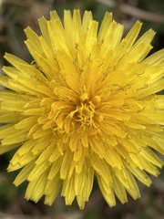 Taraxacum officinale