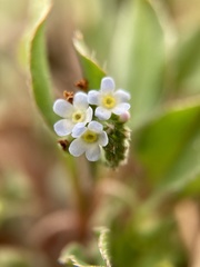 Trigonotis peduncularis