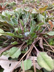 Trigonotis peduncularis