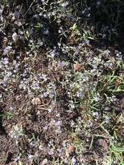 Phacelia pringlei