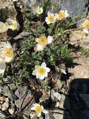 Anemone drummondii drummondii