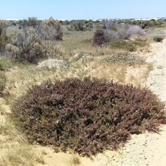 Myoporum brevipes