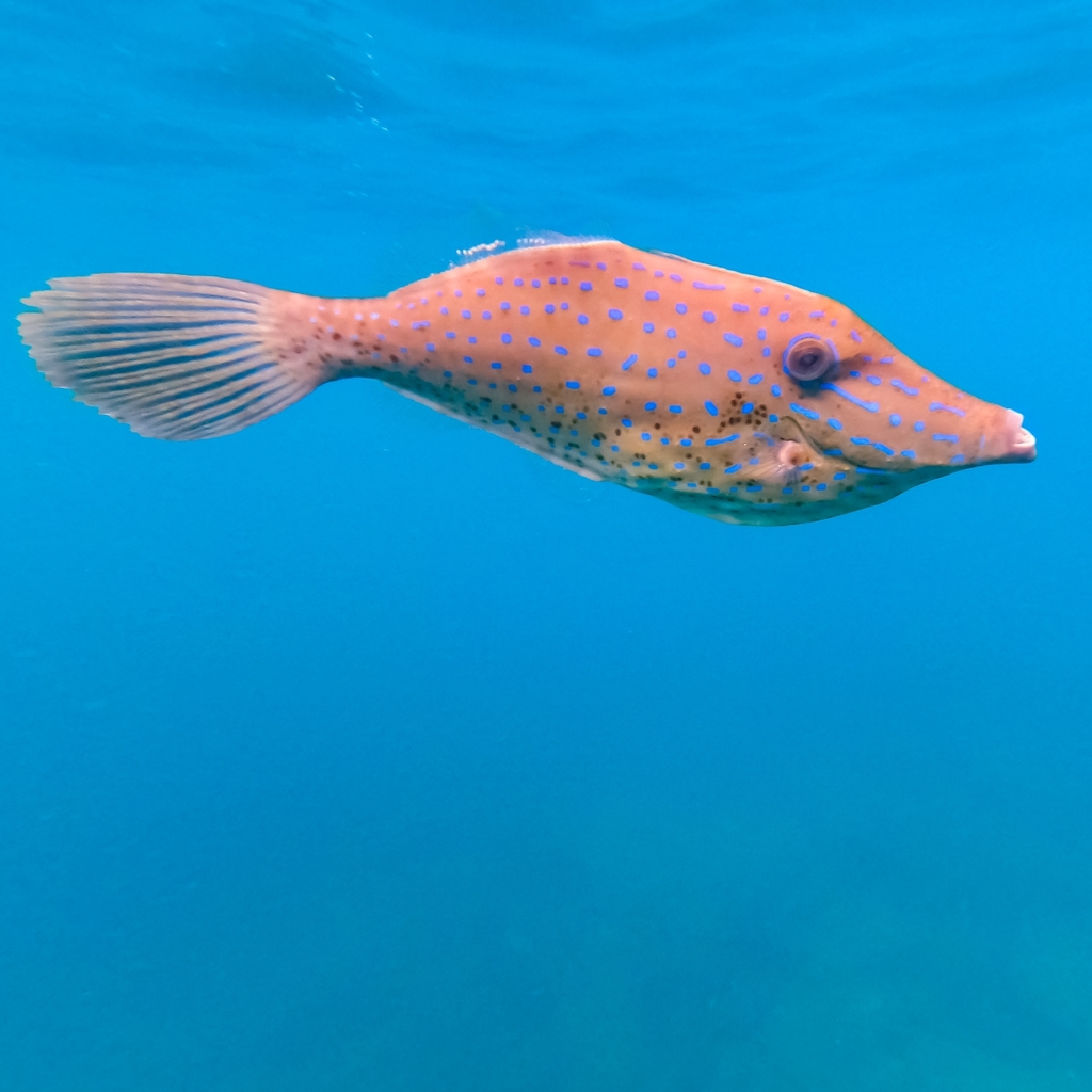 Scrawled Filefish from México on February 18, 2022 at 05:27 PM by Juan ...