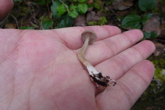 Rhizocybe rhizoides