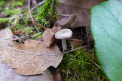Rhizocybe rhizoides
