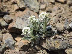 Oreocarya schoolcraftii