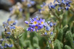 Polemonium eddyense