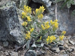Physaria occidentalis occidentalis