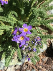 Polemonium eddyense