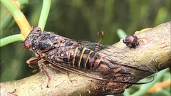Palapsalta circumdata