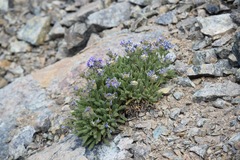 Polemonium eddyense