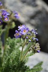 Polemonium eddyense