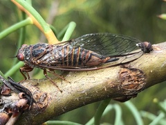 Palapsalta circumdata