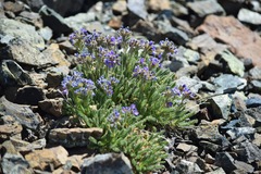 Polemonium eddyense