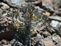Draba aureola