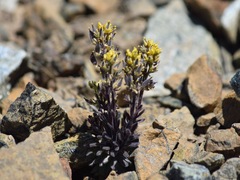 Draba aureola