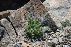 Polemonium eddyense