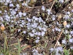 Phacelia pringlei