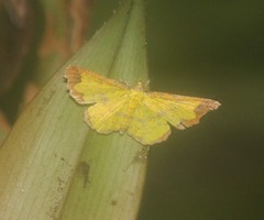 Corymica latimarginata