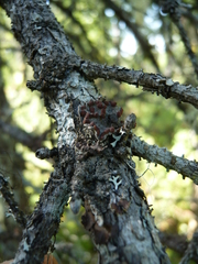 Erioderma pedicellatum