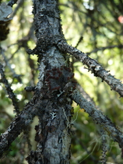 Erioderma pedicellatum