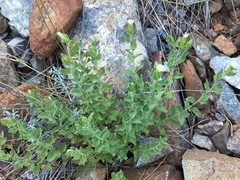 Brickellia greenei