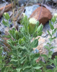 Brickellia greenei