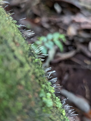 Xylaria filiformis