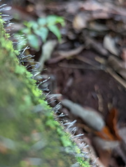Xylaria filiformis