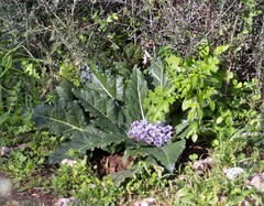 Mandragora autumnalis