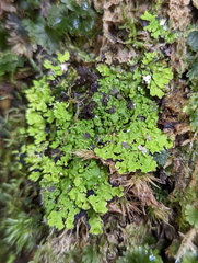 Pannaria pulverulacea