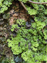 Pannaria pulverulacea