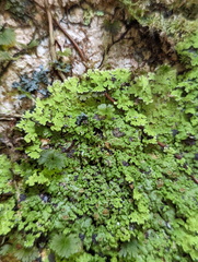 Pannaria pulverulacea