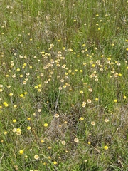 Coronidium gunnianum