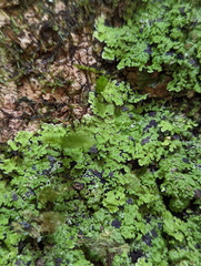 Pannaria pulverulacea