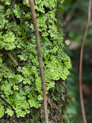 Pannaria pulverulacea