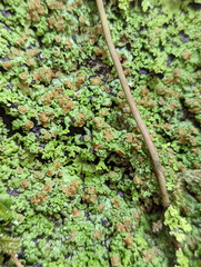 Pannaria pulverulacea