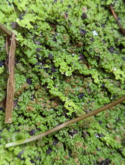 Pannaria pulverulacea