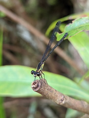 Lestoidea