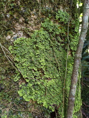 Pannaria pulverulacea