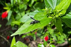 Anterhynchium flavomarginatum