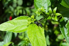 Anterhynchium flavomarginatum