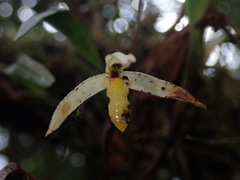 Maxillaria acuminata