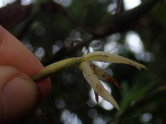 Maxillaria acuminata
