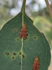 Syringoseca rhodoxantha